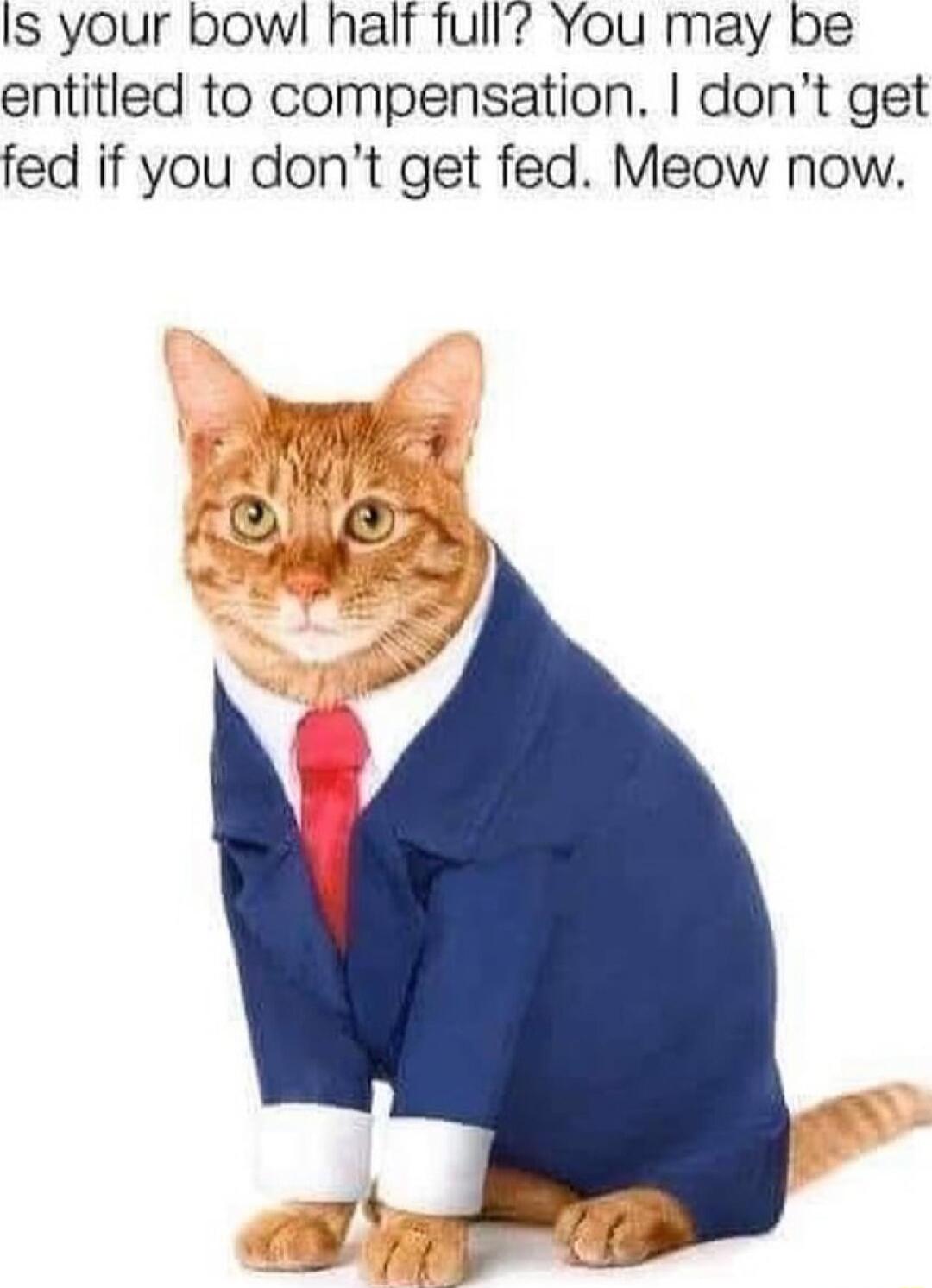 Is your bow half full You may be entitled to compensation dont get fed if you dont get fed Meow now