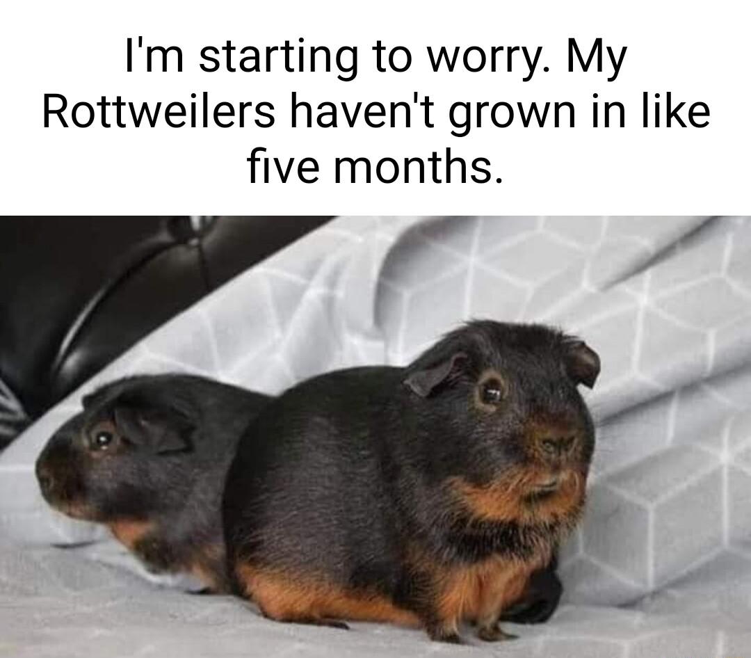Im starting to worry My Rottweilers havent grown in like five months e