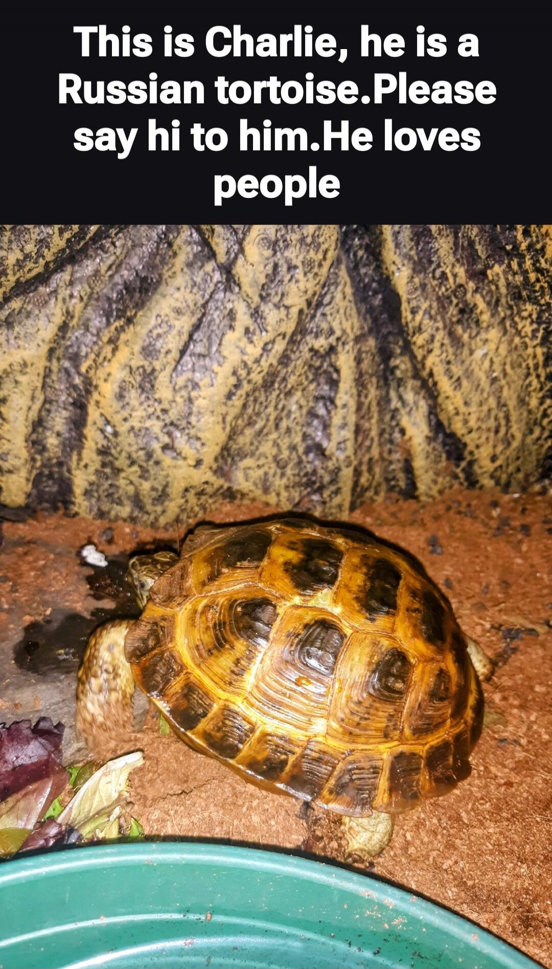 This is Charlie, he is a Russian tortoise. Please say hi to him. He loves people