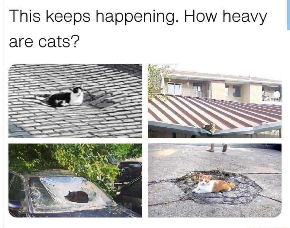 This keeps happening How heavy are cats