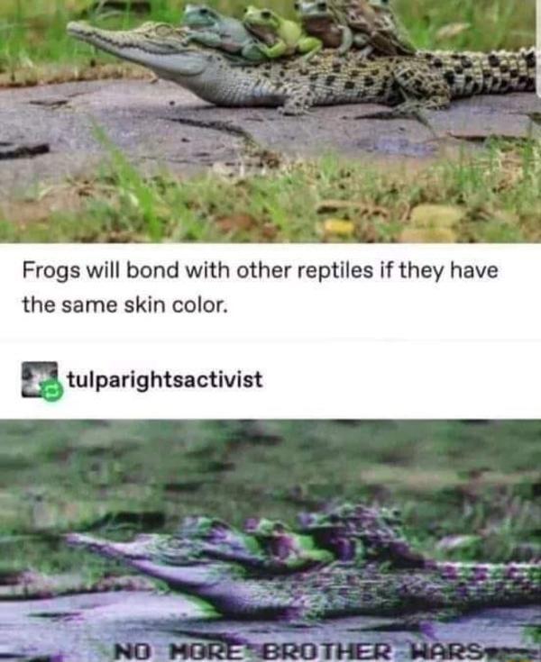 Frogs will bond with other reptiles if they have the same skin color mtulplrlghtnctivin