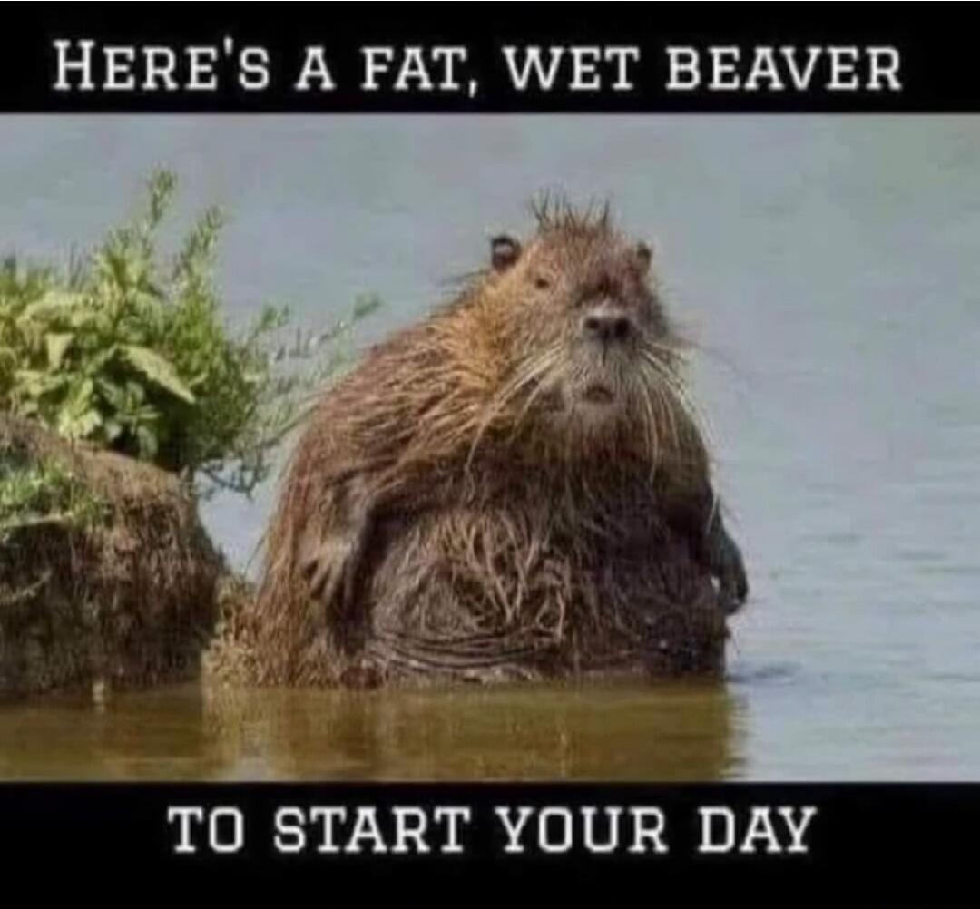 Here's a fat, wet beaver to start your day