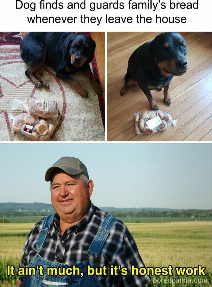 Dog finds and guards familys bread whenever they leave the house VEA tainit much but it shonestAwork Bovdpandiaican