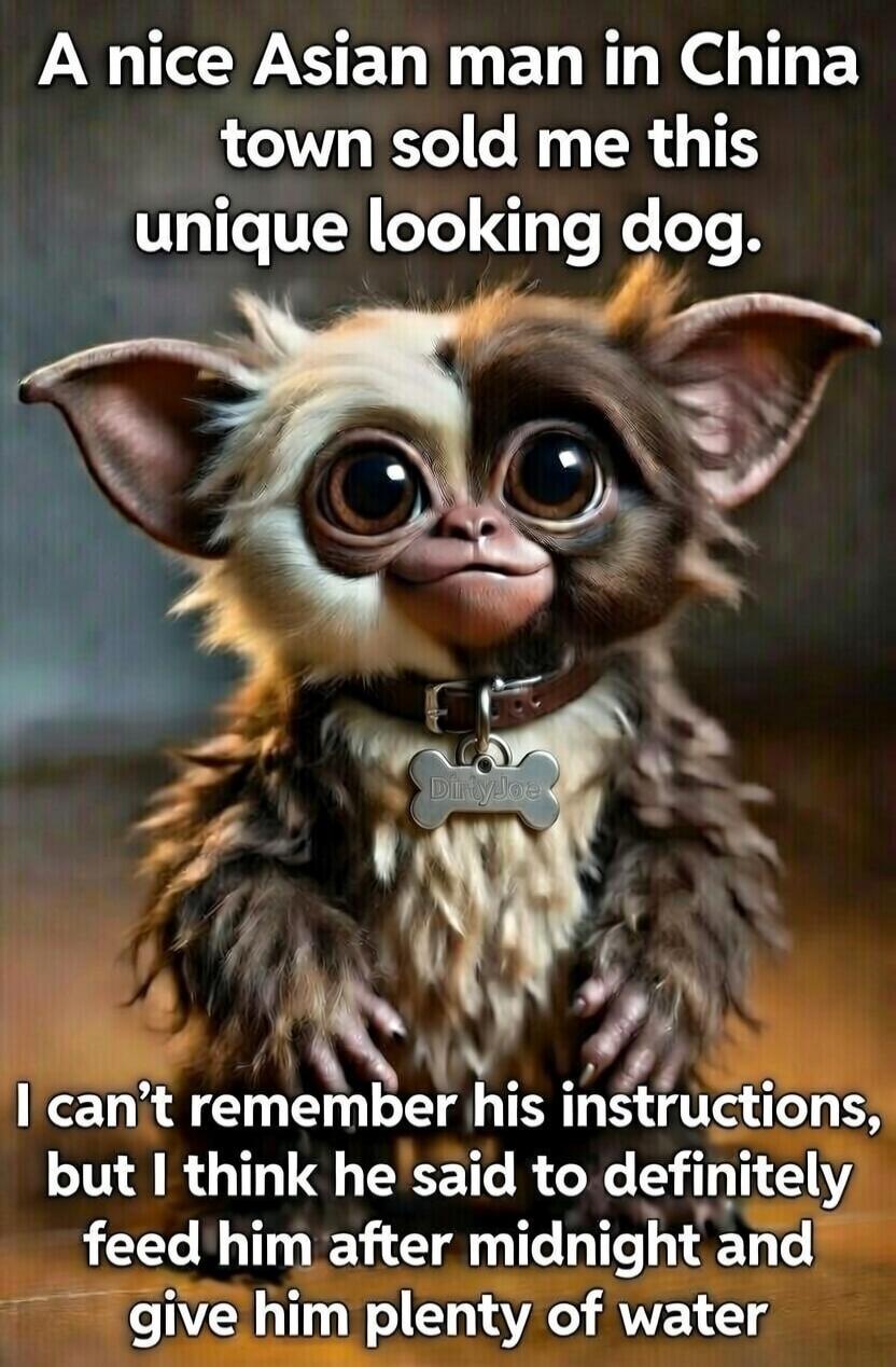 A nice Asian man in China town sold me this unique looking dog. I can’t remember his instructions, but I think he said to definitely feed him after midnight and give him plenty of water