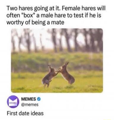 Two hares going at it. Female hares will often 