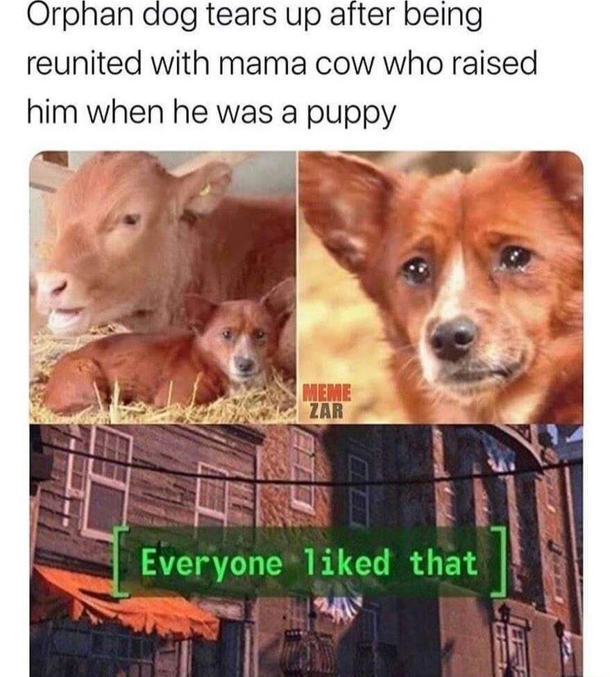 Orphan dog tears up atter being reunited with mama cow who raised him when he was a puppy