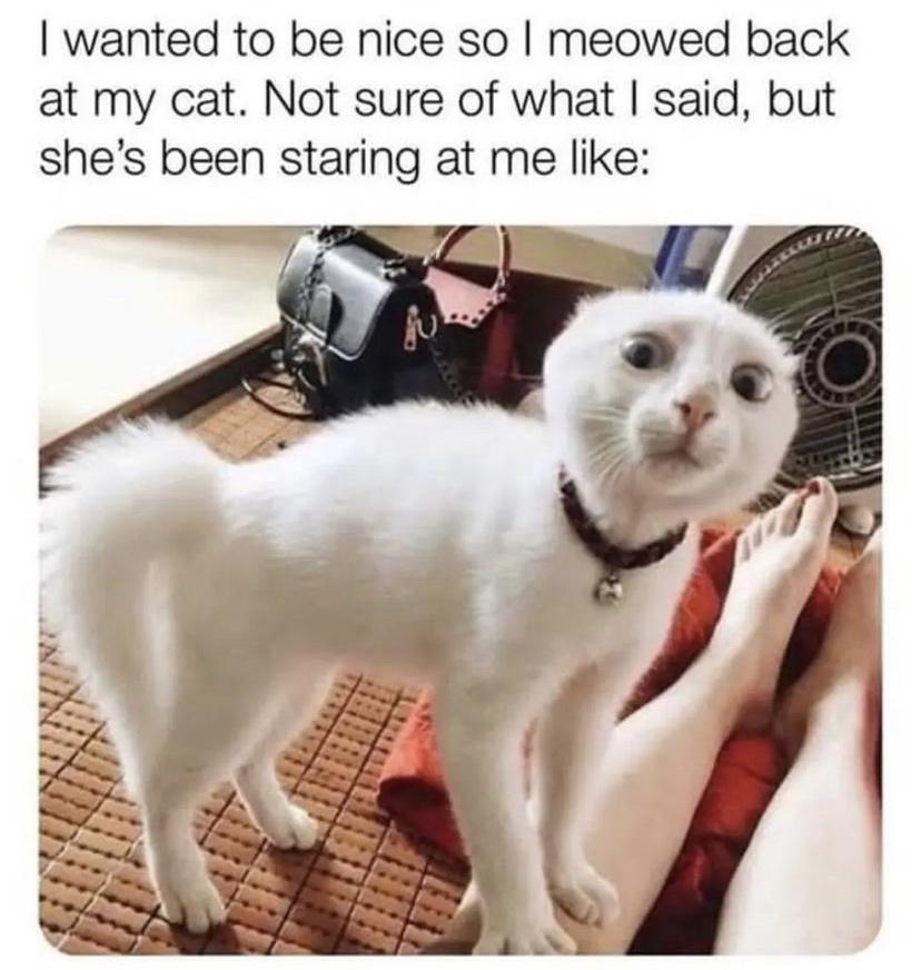 wanted to be nice so meowed back at my cat Not sure of what said but shes been staring at me like