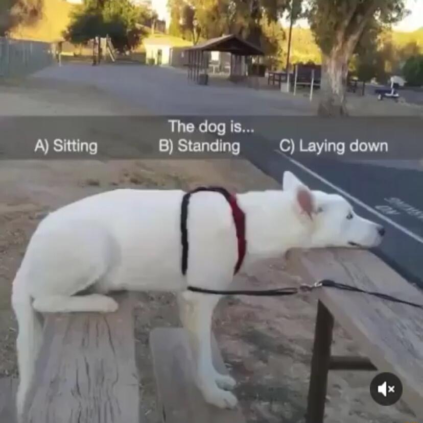 The dog is A Sitting B Standing C Laying down