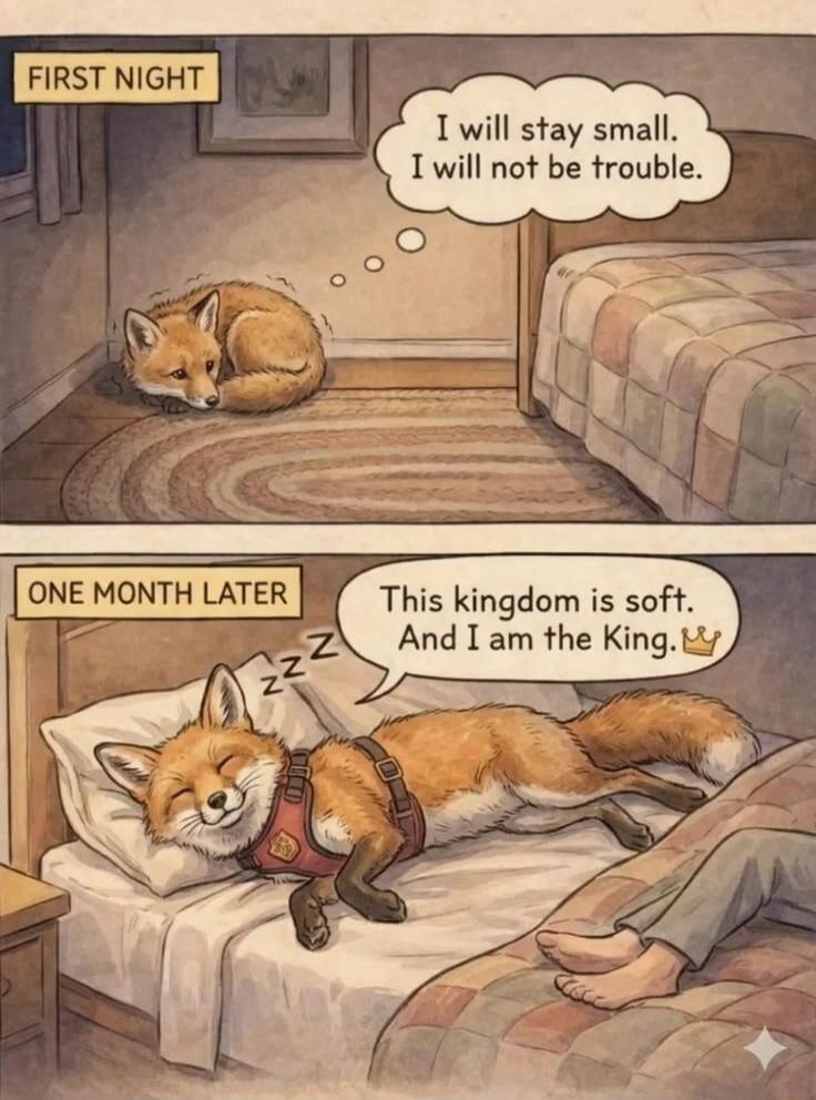 FIRST NIGHT. I will stay small. I will not be trouble. ONE MONTH LATER. This kingdom is soft. And I am the King.