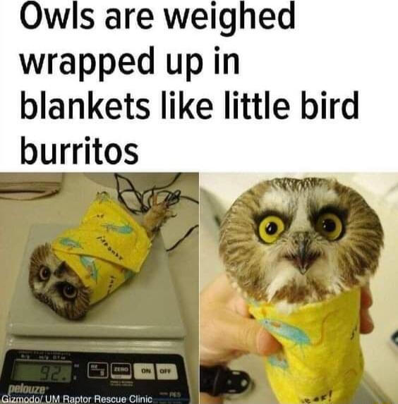 Owls are weighed wrapped up in blankets like little bird burritos