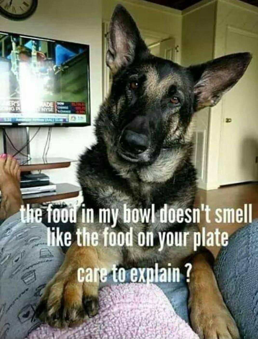 bow doesntsmel o your plate_ 7
