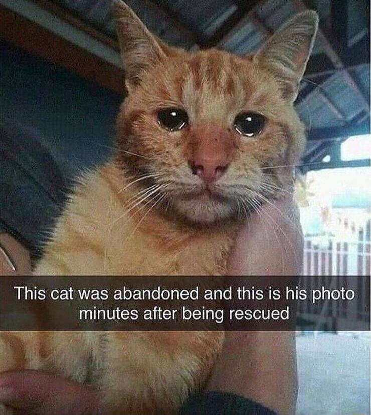 This cat was abandoned and this is his photo minutes after being rescued