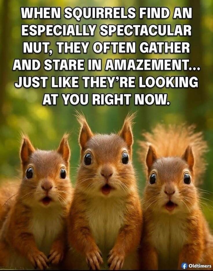 WHEN SQUIRRELS FIND AN ESPECIALLY SPECTACULAR NUT, THEY OFTEN GATHER AND STARE IN AMAZEMENT... JUST LIKE THEY’RE LOOKING AT YOU RIGHT NOW.