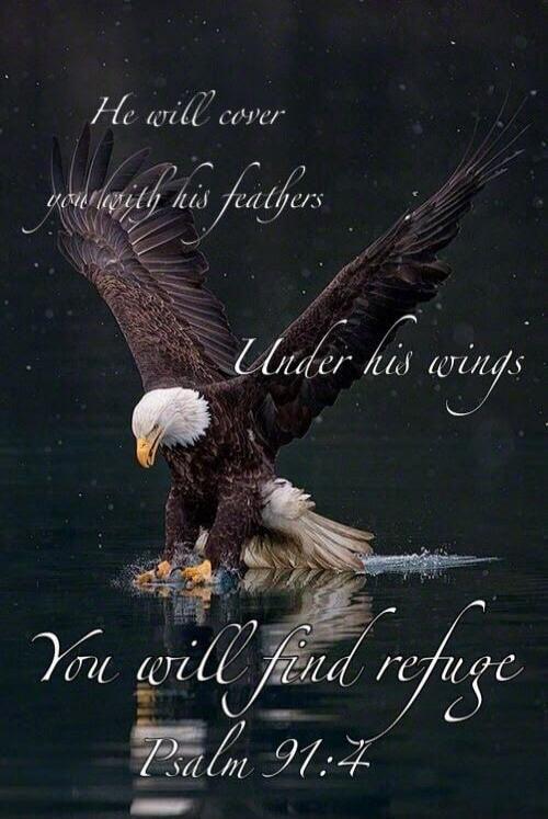 He will cover you with his feathers Under his wings You will find refuge Psalm 91:4