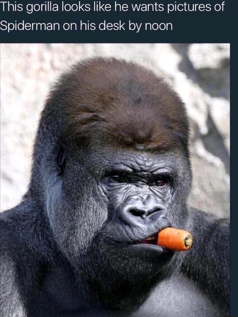 This gorilla looks like he wants pictures of Spiderman on his desk by noon