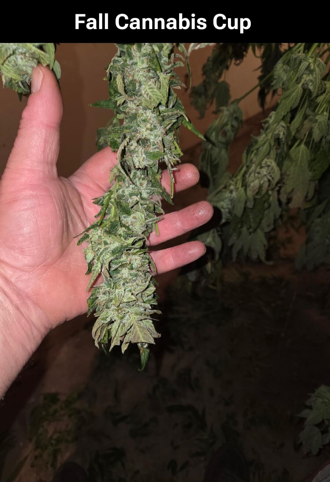Fall Cannabis Cup