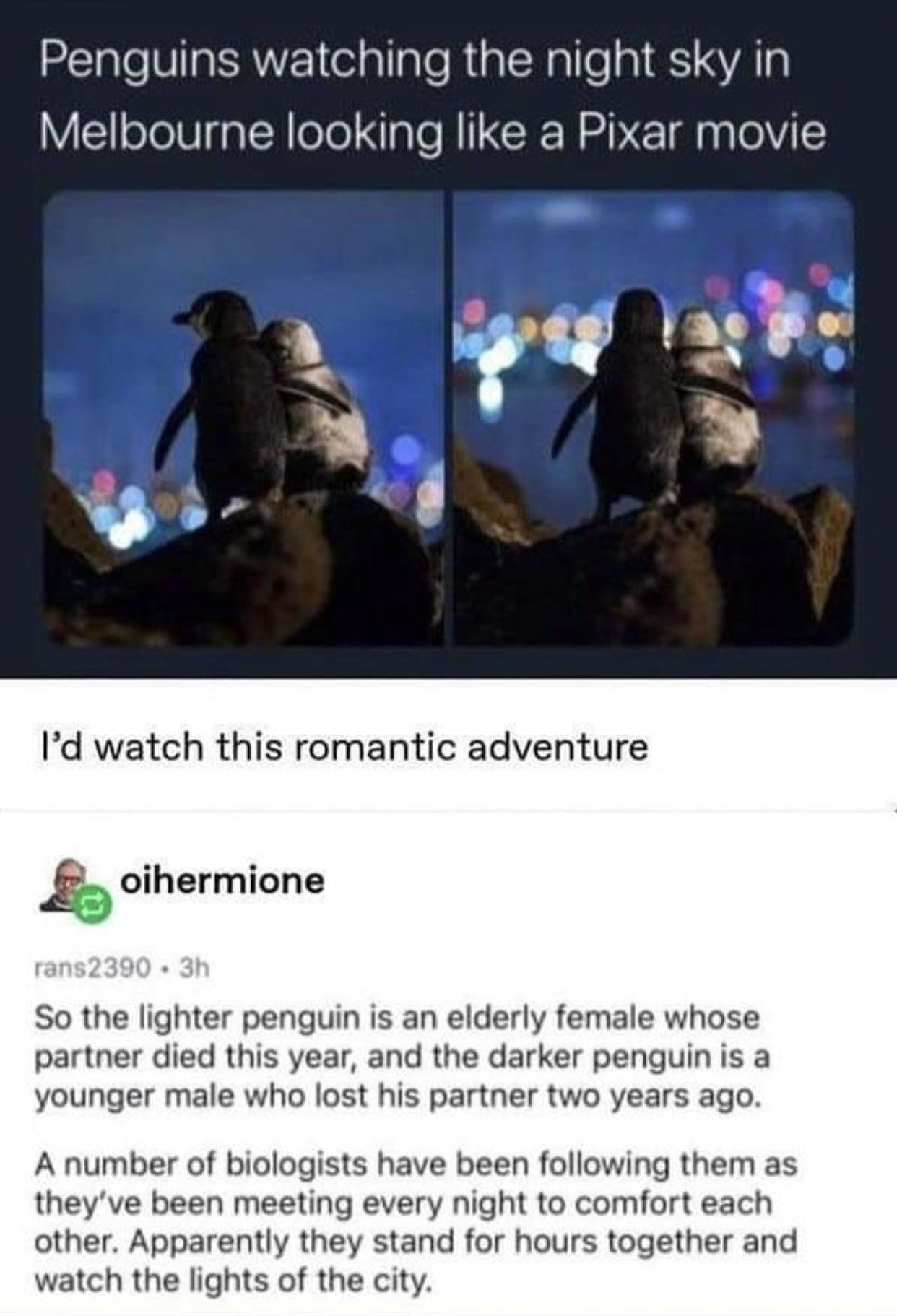 2T VITa SRV elaTaTe RaT Nalle 1 SI SYATS Melbourne looking like a Pixar movie 2 RE Y s Id watch this romantic adventure oihermione So the lighter penguin is an elderly female whose partner died this year and the darker penguin is a younger male who lost his partner two years ago Anumber of biologists have been following them as theyve been meeting every night to comfort each other Apparently they 