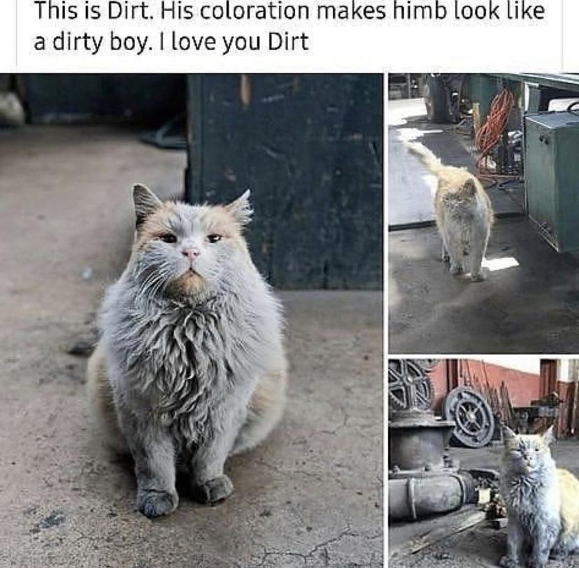 This is Dirt His coloration makes himb Loo a dirty boy love you Dirt