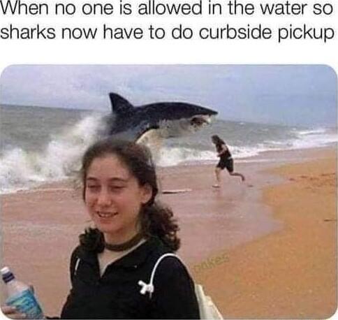vvhen no one Is allowed In the water so sharks now have to do curbside pickup