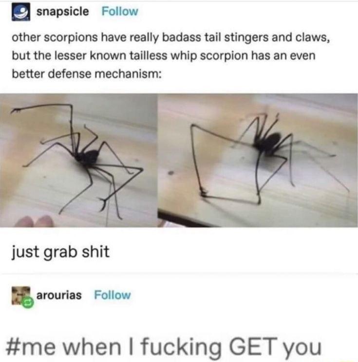 snapsicle Follow other scorpions have really badass tail stingers and claws but the lesser known tailless whip scorpion has an even better defense mechanism just grab shit arourias Follow me when fucking GET you