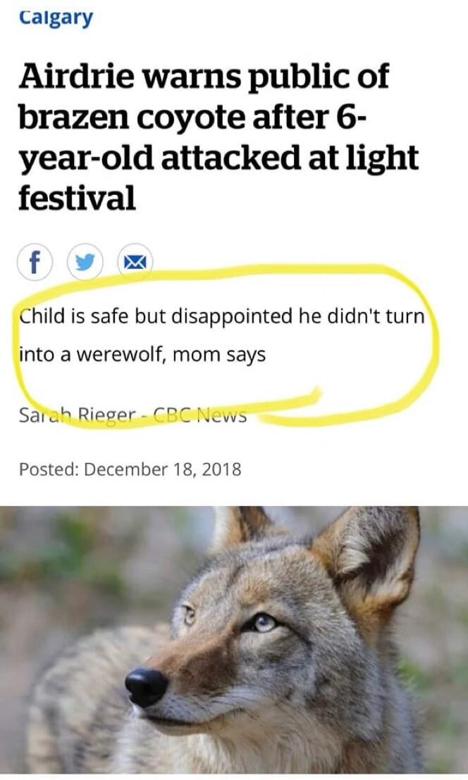 Caigary Airdrie warns public of brazen coyote after 6 year old attacked at light festival f W Om Child is safe but disappointed he didnt turn into a werewolf mom says Saleh Rieger CBCNEWS Posted December 18 2018