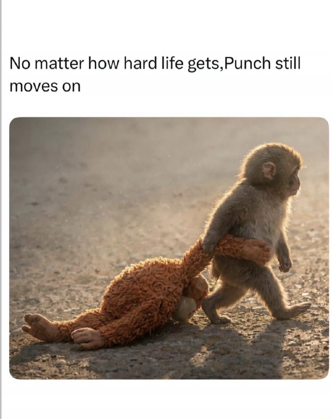 No matter how hard life gets, Punch still moves on