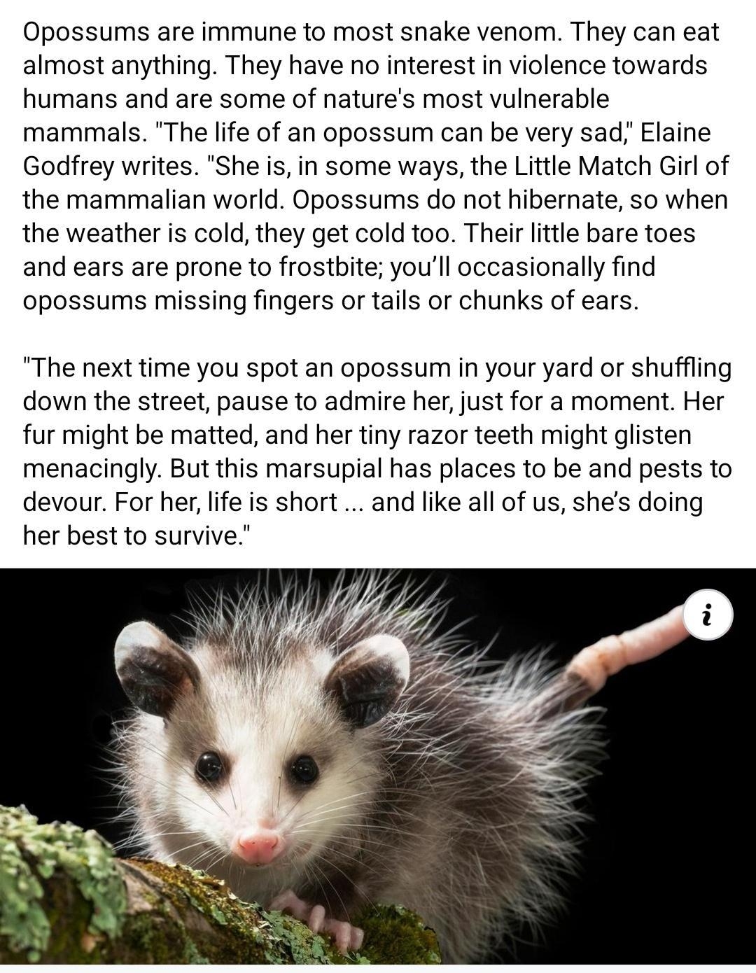 Opossums are immune to most snake venom They can eat almost anything They have no interest in violence towards humans and are some of natures most vulnerable mammals The life of an opossum can be very sad Elaine Godifrey writes She is in some ways the Little Match Girl of the mammalian world Opossums do not hibernate so when the weather is cold they get cold too Their ltte bare toes and ears are p
