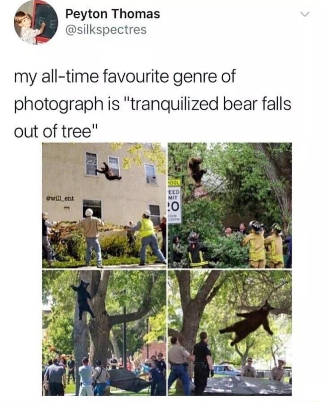 Peyton Thomas silkspectres my all time favourite genre of photograph is tranquilized bear falls out of trex