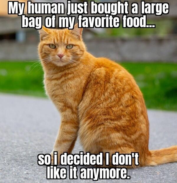My human just bought a large bag of my favorite food... so i decided i don't like it anymore.