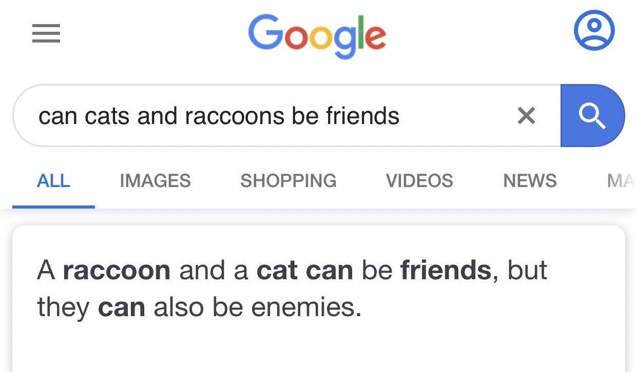 Google can cats and raccoons be friends X ALL IMAGES SHOPPING VIDEOS NEWS Y A raccoon and a cat can be friends but they can also be enemies