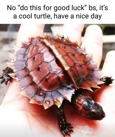 No do this for good luck bs its a cool turtle have a nice day
