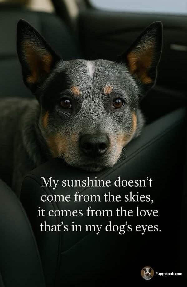 My sunshine doesn't come from the skies, it comes from the love that's in my dog's eyes. Puppytoob.com