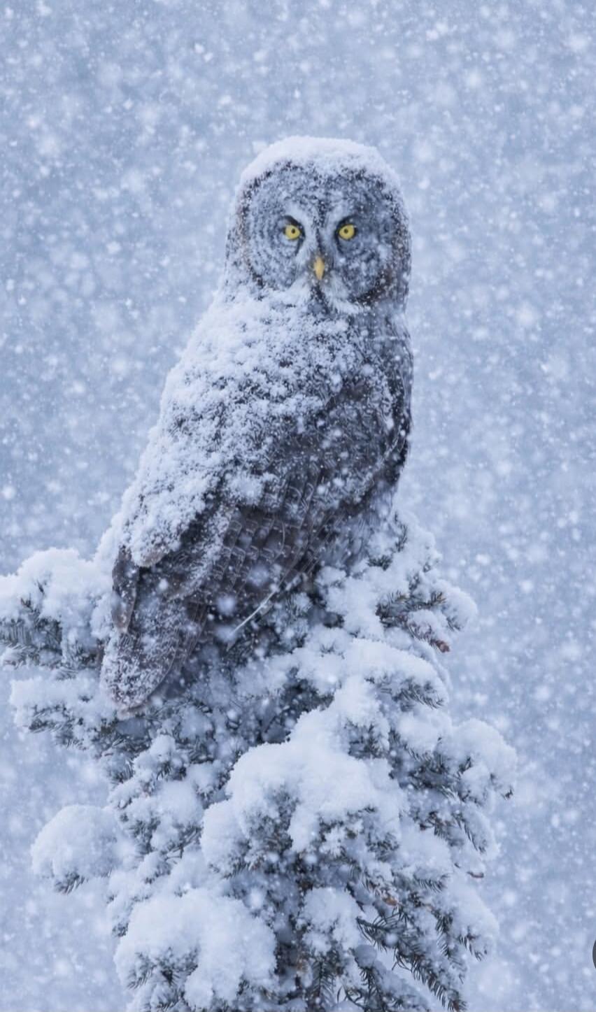 An owl perched on a snow-covered tree amid a heavy snowfall.