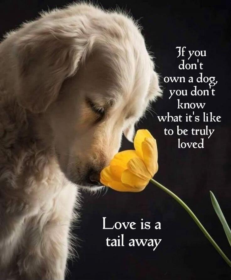 If you don't own a dog, you don't know what it's like to be truly loved. Love is a tail away.