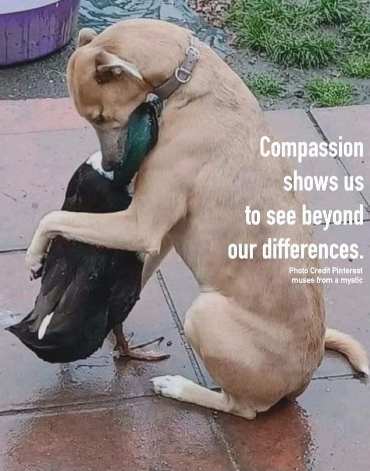 Compassion shows us to see beyond our differences.