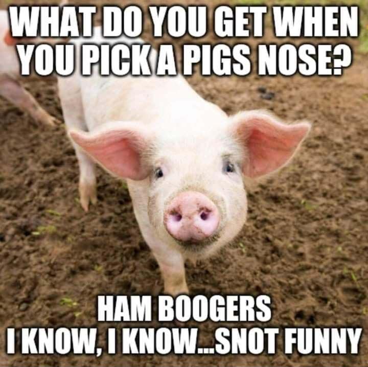 WHATD0 YOU GETWHEN DA TH LY I TRy 4 HAM BOOGERS KNOW KNOWSNOT FUNNY