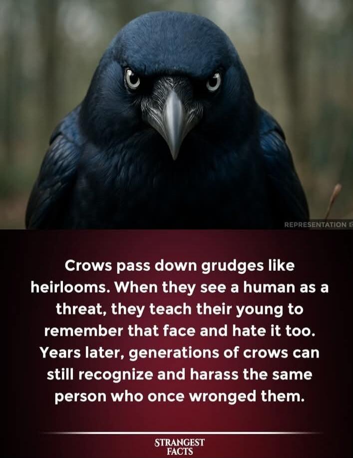Crows pass down grudges like heirlooms. When they see a human as a threat, they teach their young to remember that face and hate it too. Years later, generations of crows can still recognize and harass the same person who once wronged them.