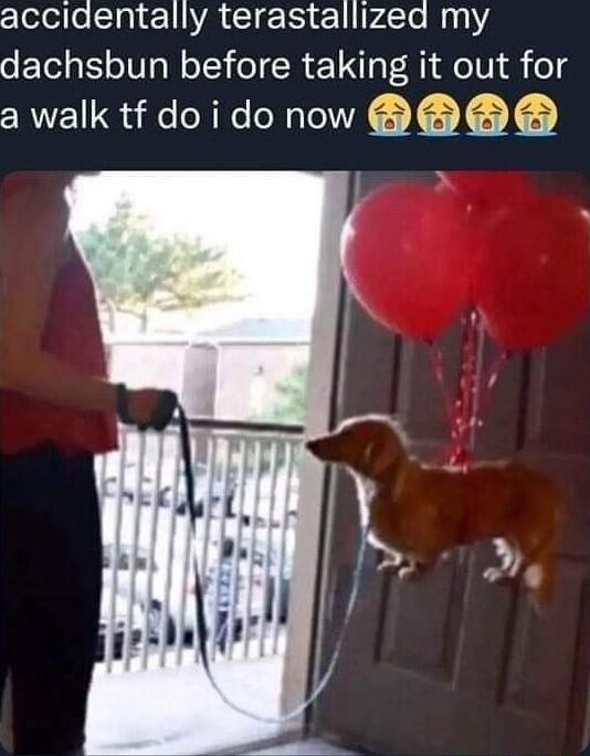 acciaentally terastallized my dachsbun before taking it out for a walk tf do i do now B S S