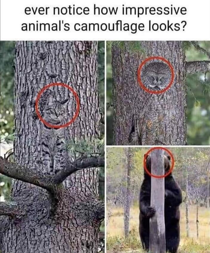 ever notice how impressive animals camouflage looks