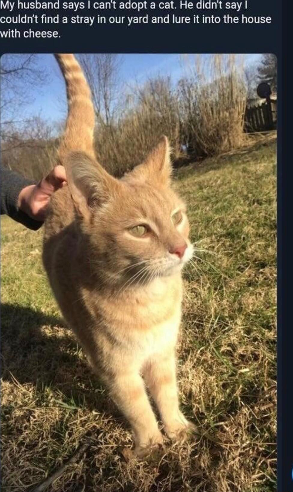 My husband says cant adopt a cat He didnt say couldnt find a stray in our yard and lure it into the house with cheese