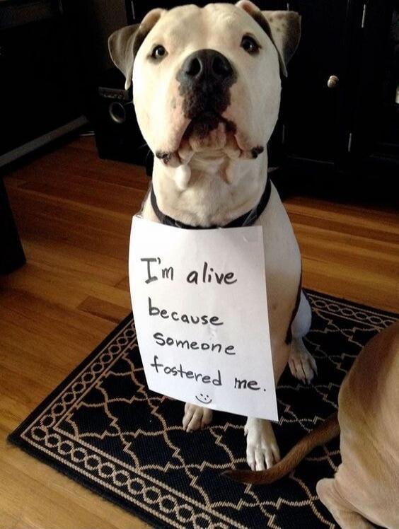 I'm alive because someone fostered me. :)