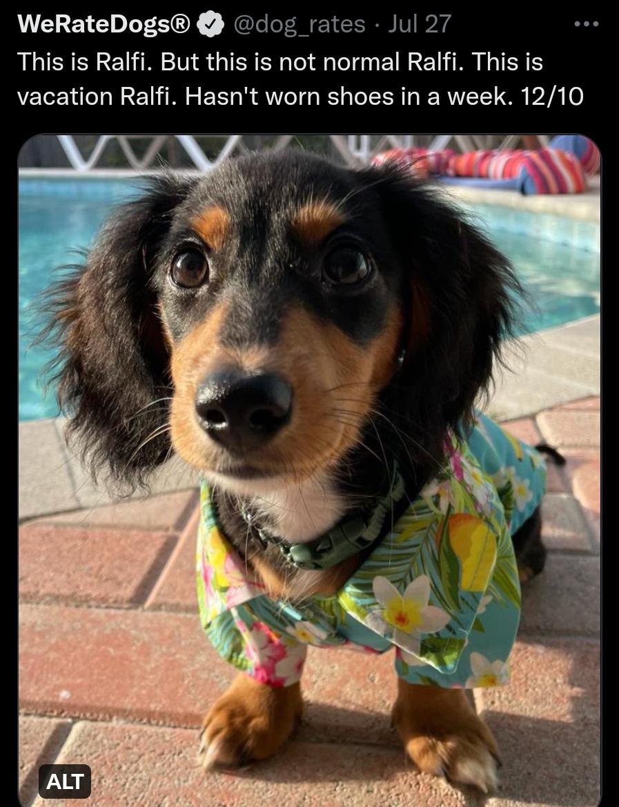 WeRateDogs cog rates Jul 2 This is Ralfi But this is not normal Ralfi This is vacation Ralfi Hasnt worn shoes in a week 1210
