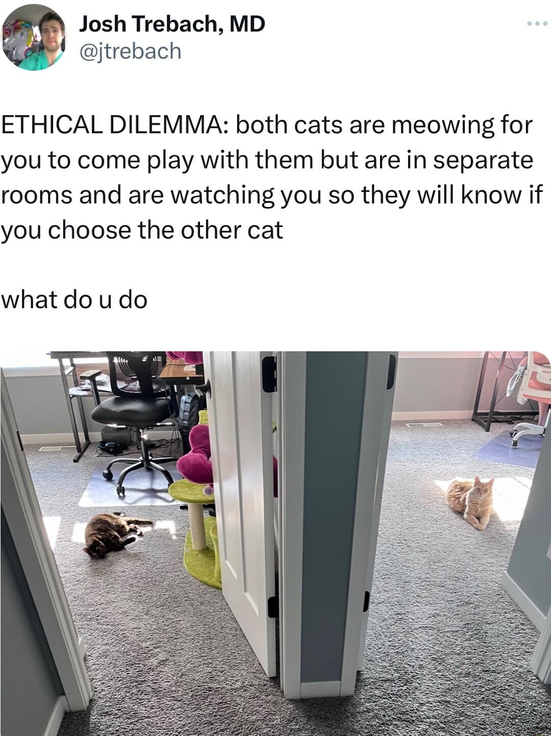 Josh Trebach MD A jtrebach ETHICAL DILEMMA both cats are meowing for you to come play with them but are in separate rooms and are watching you so they will know if you choose the other cat what do u do