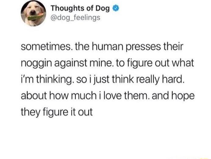 Thoughts of Dog dog_feelings sometimes the human presses their noggin against mine to figure out what im thinking so i just think really hard about how much i love them and hope they figure it out