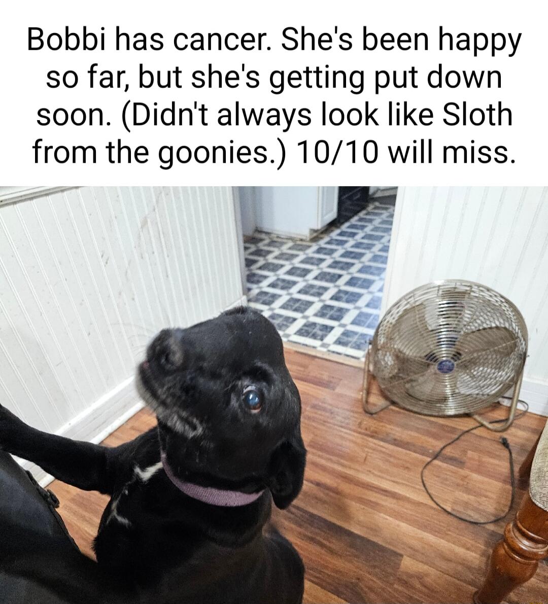 Bobbi has cancer Shes been happy so far but shes getting put down soon Didnt always look like Sloth from the goonies 1010 will miss