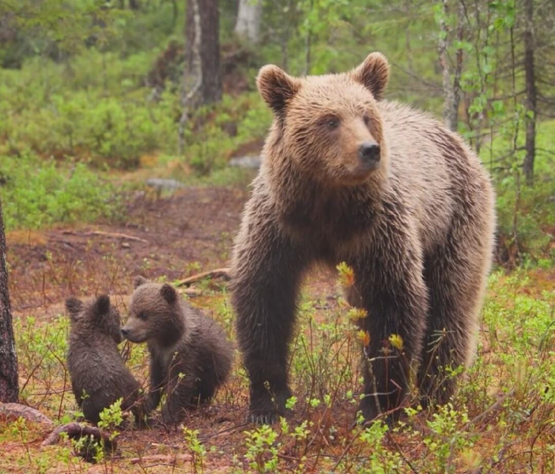 A mother bear with two cubs standing in a forest clearing.