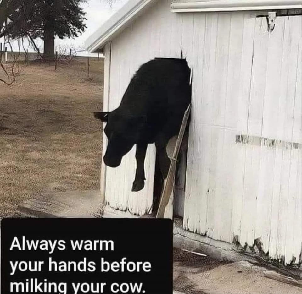 Always warm your hands before milking your cow.