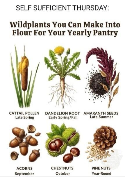 SELF SUFFICIENT THURSDAY: Wildplants You Can Make Into Flour For Your Yearly Pantry. CATTAIL POLLEN Late Spring. DANDELION ROOT Early Spring/Fall. AMARANTH SEEDS Late Summer. ACORNS September. CHESTNUTS October. PINE NUTS Year-Round.