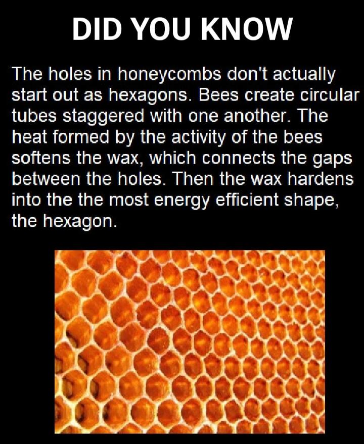 DID YOU KNOW
The holes in honeycombs don't actually start out as hexagons. Bees create circular tubes staggered with one another. The heat formed by the activity of the bees softens the wax, which connects the gaps between the holes. Then the wax hardens into the most energy efficient shape, the hexagon.