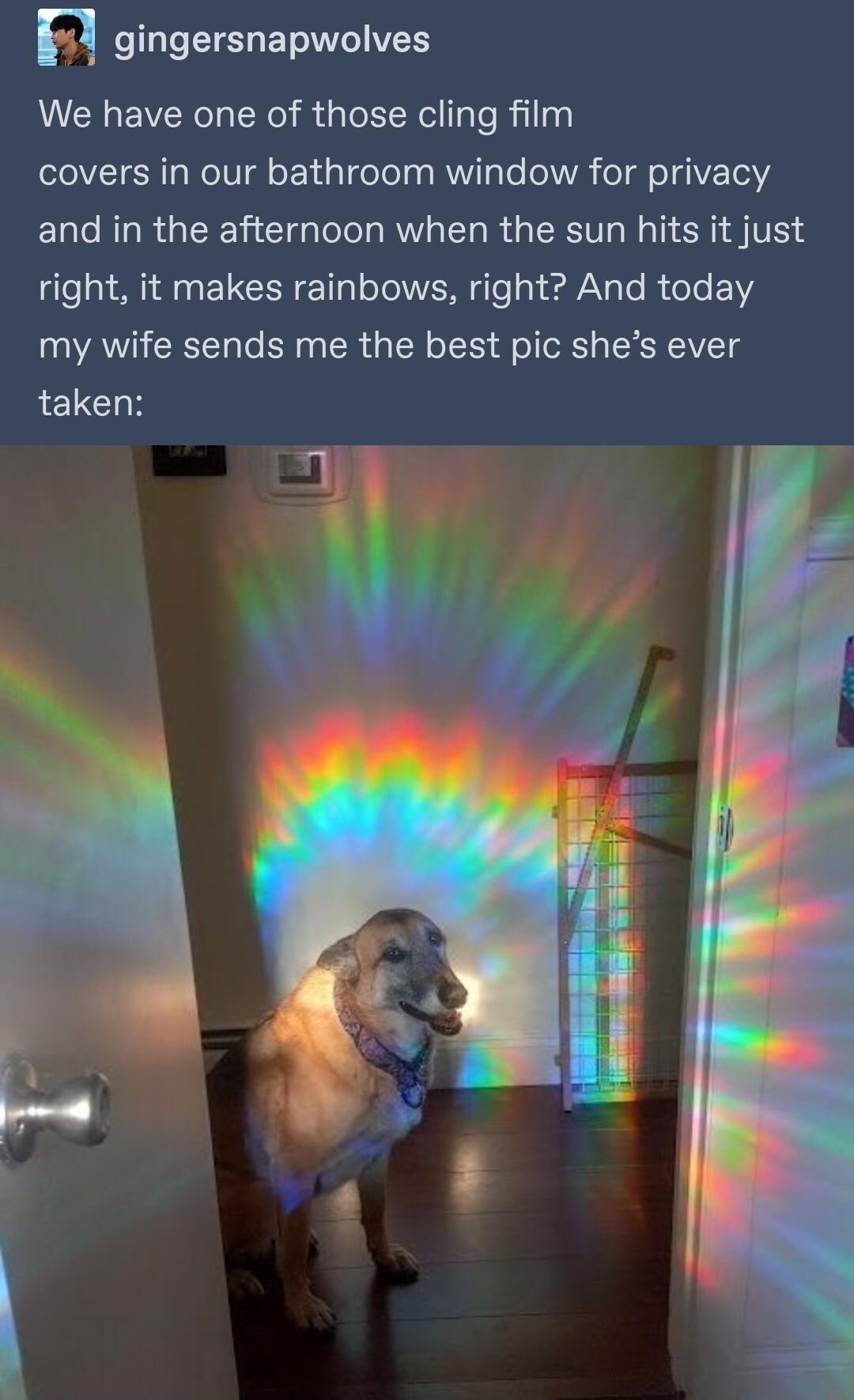 n gingersnapwolves We have one of those cling film covers in our bathroom window for privacy and in the afternoon when the sun hits it just right it makes rainbows right And today my wife sends me the best pic shes ever taken